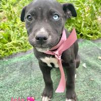 Cuccioli mix pit/ Labrador