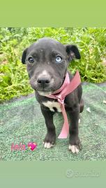 Cuccioli mix pit/ Labrador