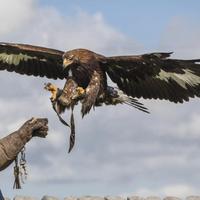 Coppia Aquile Reali Chrysaetos