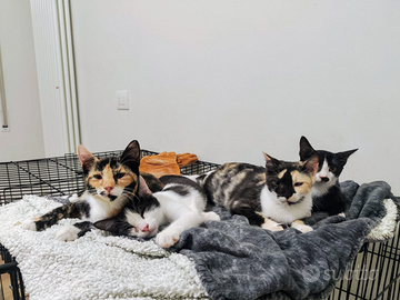 Gattini belli e svezzati disponibili a Senigallia