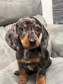 Cuccioli di bassotto