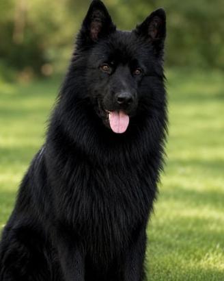 Cuccioli di pastore tedesco nero