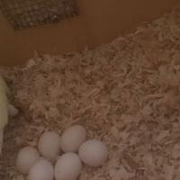 Parrocchetti dal collare allevati a mano