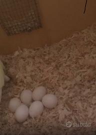 Parrocchetti dal collare allevati a mano