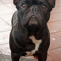 Bouledogue francese femmina