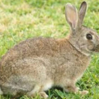 Coppia maschio e femmina Coniglio selvatico Lapin