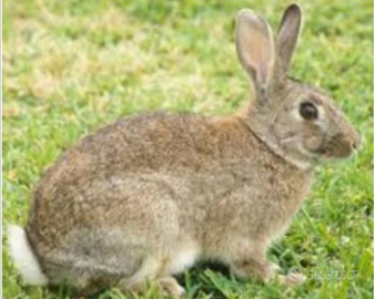 Coppia maschio e femmina Coniglio selvatico Lapin