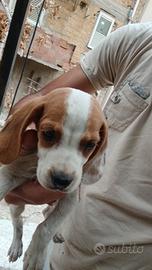 Cuccioli di beagle segugio maremmano