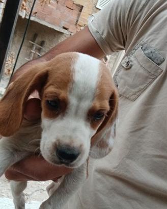 Cuccioli di beagle segugio maremmano