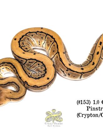 Baby Pitone Reale cb2026 Morph vari