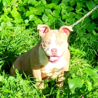 American Bully Poket