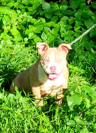 American Bully Poket