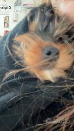 Cuccioli di yorkshire