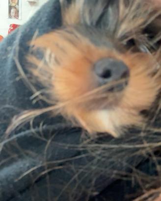 Cuccioli di yorkshire