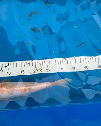 Carpa koi