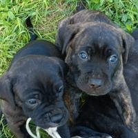 Cane Corso