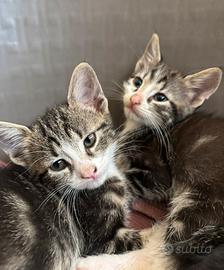 Cuccioli gattini pronti per l'adozione