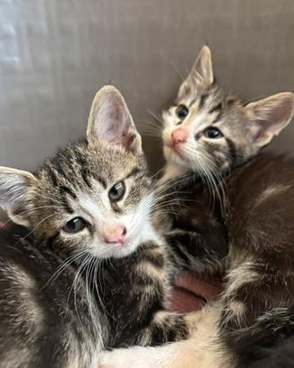 Cuccioli gattini pronti per l'adozione