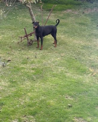 Cuccioli di Doberman