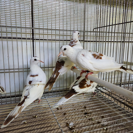 TORTORE DELLE PALME pezzate