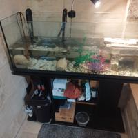 Acquario con tartarughe d'acqua