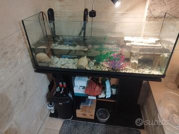 Acquario con tartarughe d'acqua