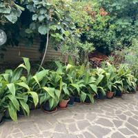 PIANTE ASPIDISTRA E OLEANDRI