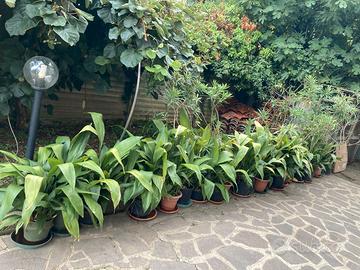 PIANTE ASPIDISTRA E OLEANDRI