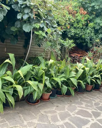 PIANTE ASPIDISTRA E OLEANDRI