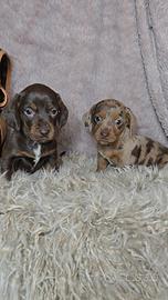 Bassotto arlecchino cioccolato