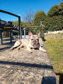 Bulldog Francese per monte