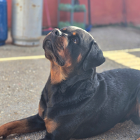 Rottweiler per monta