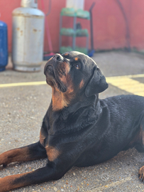 Rottweiler per monta