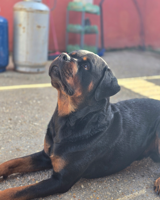 Rottweiler per monta