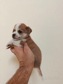 Cuccioli di jack Russell