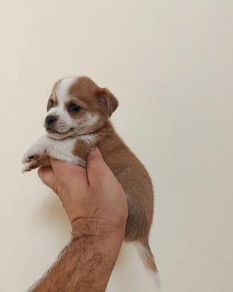 Cuccioli di jack Russell