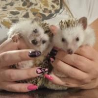 Riccio africano coppia maschio femmina