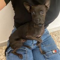 Adozione pinscher taglia piccola