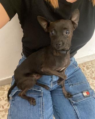 Adozione pinscher taglia piccola