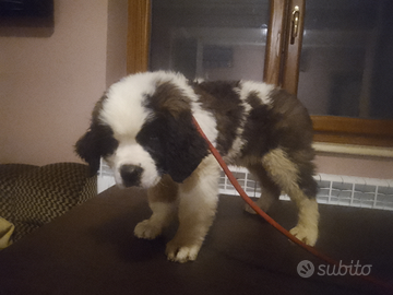 Cucciolo di Cane San Bernardo