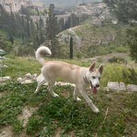 Husky 1 anno