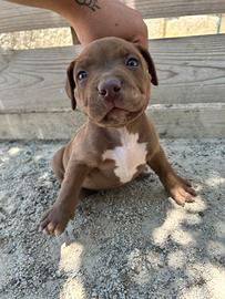 Cuccioli di pitbul