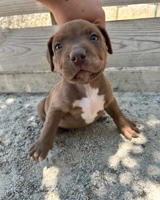 Cuccioli di pitbul