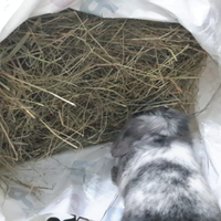 Fieno per roditori