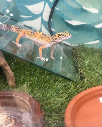 Geko leopardino
