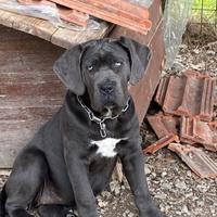 Cucciola cane corso