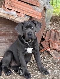Cucciola cane corso