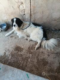 Cane incrocio