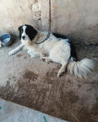 Cane incrocio
