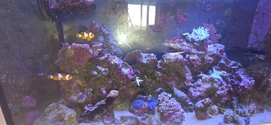 Acquario Marino Reef da 125 lt completo di tutto